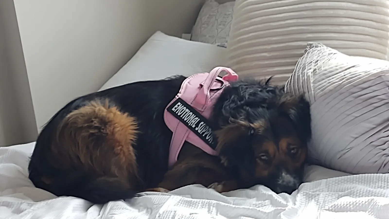 Navigating New Emotional Support Animal Guidelines Impacting Housing Providers in the U.S.
